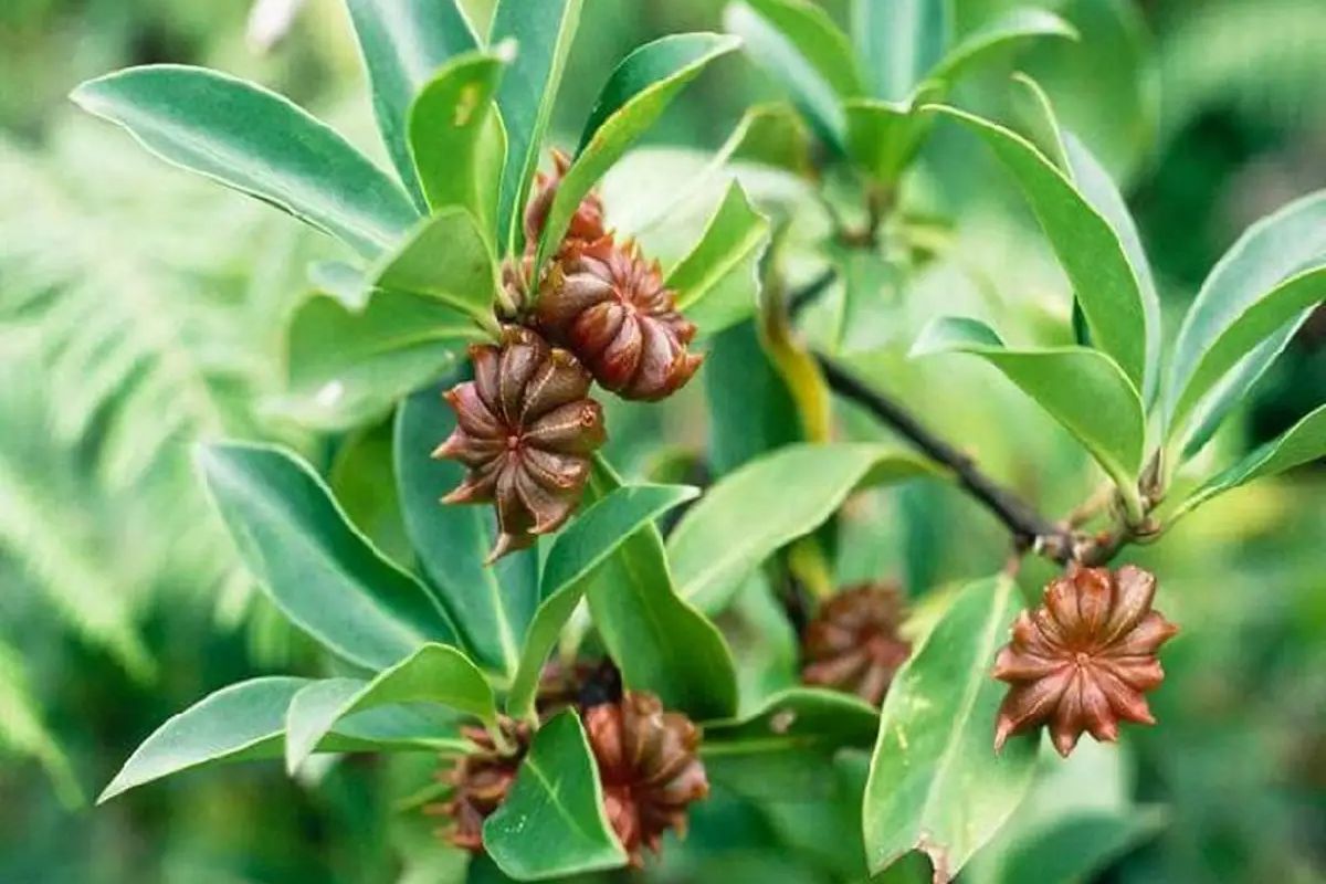 Star Anise Cultivation in India