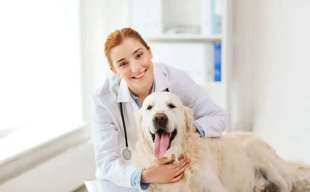 How to Identify the Best Emergency Animal Hospital in Brentwood