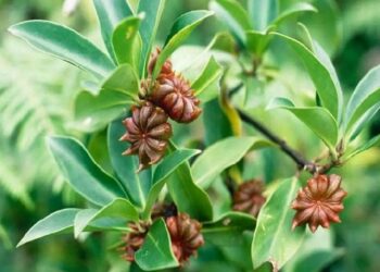 Star Anise Cultivation in India