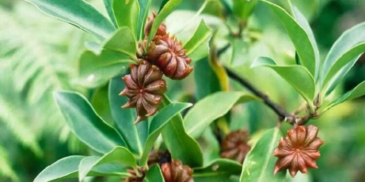 Star Anise Cultivation in India