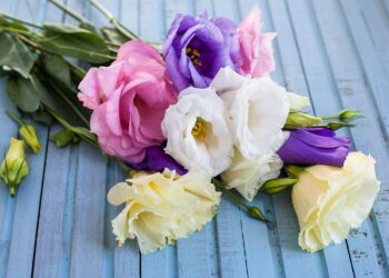 Give Wings to your Feelings and Send Flowers Online